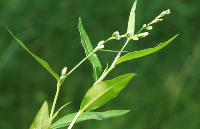 20090810_vendlincourt-foret_polygonum_mite_.jpg