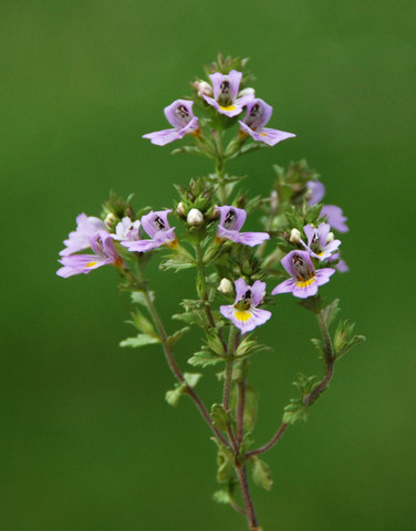 20090811_luckmanier_euphrasia_alpina_.jpg