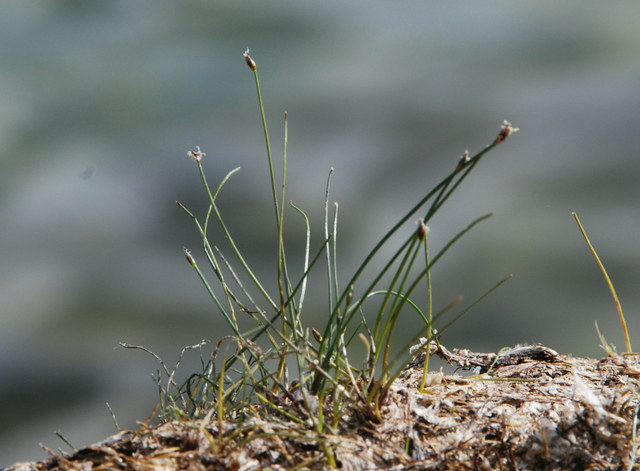 20090814_le_chenit-plage_eleocharis_acicularis_.jpg