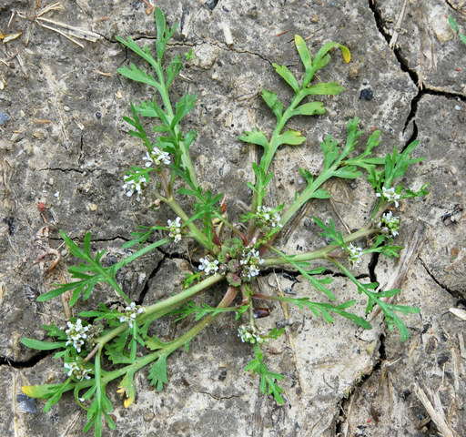 20090915_geneve-campagne_coronopus_squamatus.jpg