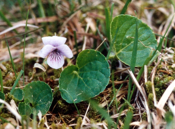 20100000_chaux-des-breuleux_le-noirmont_chanteraine_viola_palustris_01.jpg