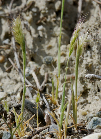 20100427_vex-chateau_trisetum_cavanillesii_.jpg