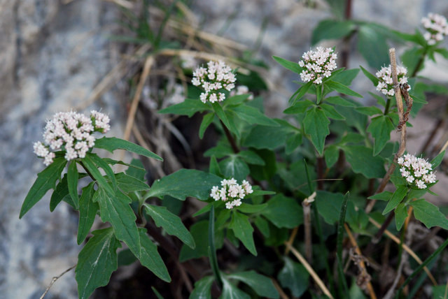 20100428_loeche-illgraben_valeriana_tripteris_.jpg