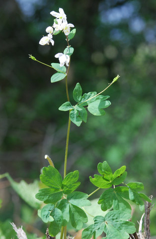 20100429_bex-les_devents_isopyrum_thalictroides_.jpg