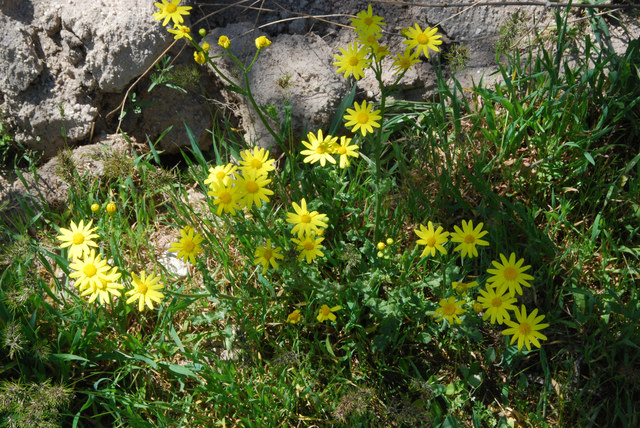 20100511_urgup-cappadoce_senecio_vernalis_.jpg