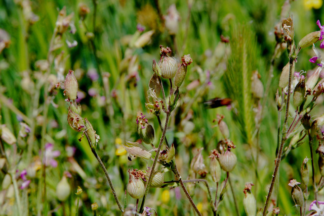 20100512_urgup-cappadoce_silene_conica-fruits_.jpg