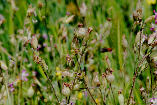 20100512_urgup-cappadoce_silene_conica-fruits_.jpg