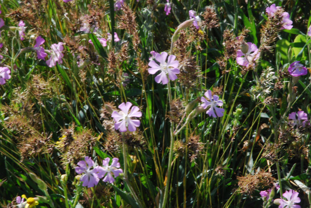 20100512_urgup-cappadoce_silene_conica_.jpg