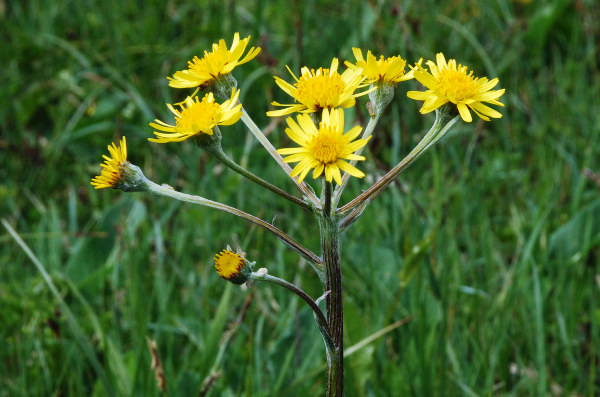 20100529_saignelegier_les-cerlatez_thephoseris_helenitis_02.jpg