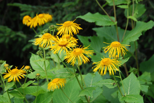 20100619_st.-tryphon-j.bot._telekia_speciosa_.jpg