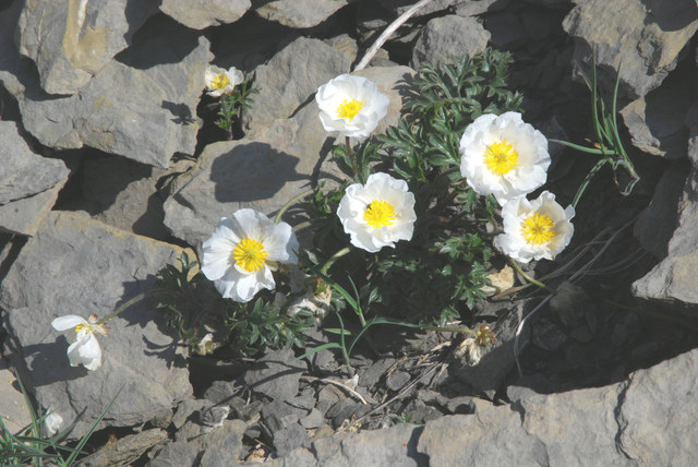 20100620_brienz-arnifirst_ranunculus_seguiri_.jpg