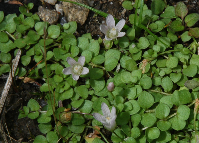 20100621_champex-j.bot.intr._anagallis_tenella_.jpg