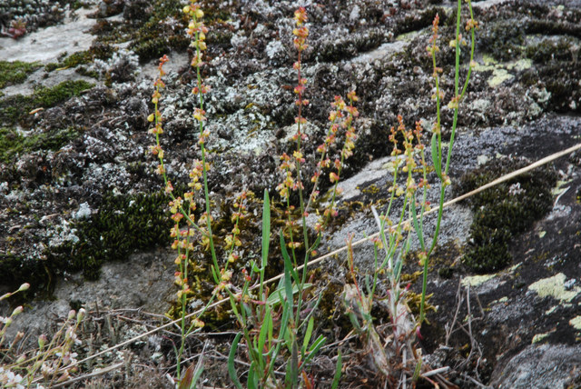 20100622_naters-bitschji_VS_rumex_tenuifolius_.jpg