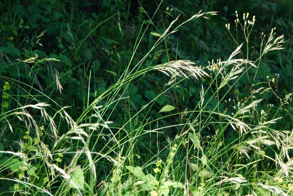 20100624_moutier_la-dozerce_bromus_erectus-s.str.jpg