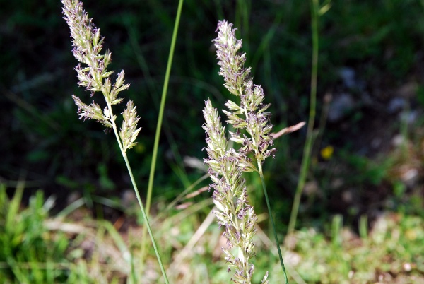 20100624_moutier_la-dozerce_koeleria_pyramidata.jpg