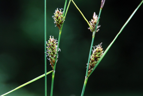 20100626_les-genevez_les-embreux_carex_lasiocarpa.jpg