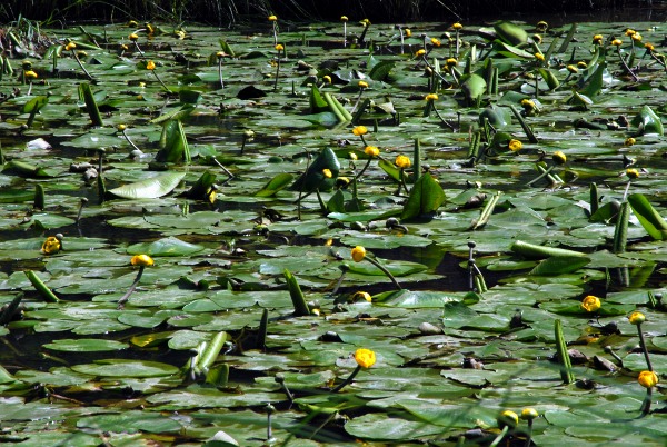 20100627_le-noirmont_la-bouege_nuphar_lutea.jpg