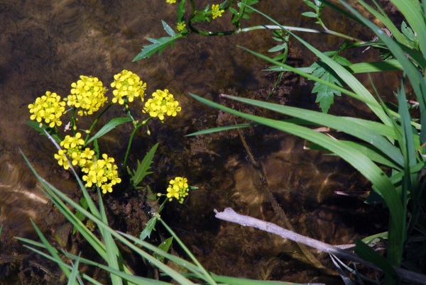 20100627_le-noirmont_la-bouege_rorippa_x-anceps.jpg