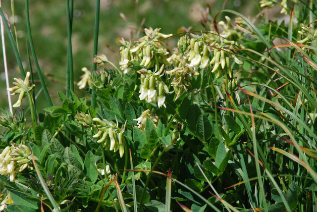 20100629_arnifirst_astragalus_frigidus_.jpg