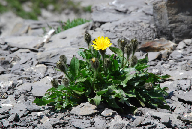 20100629_arnifirst_crepis_terglouensis.jpg