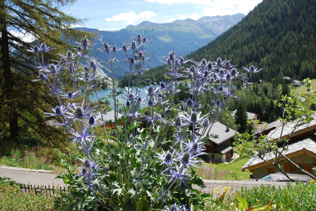 20100728_champex-j.bot.-intr._eryngium_alpinum_.jpg