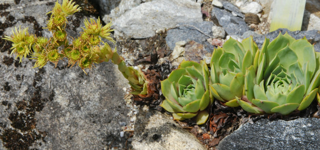 20100728_champex-j.bot.-intr._sempervivum_wulfenii_.jpg