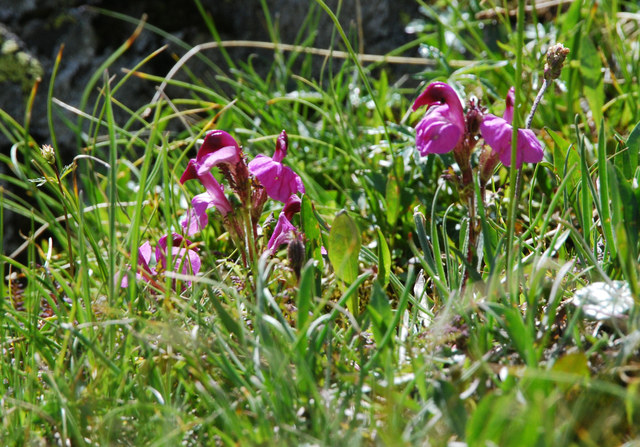 20100728_gr.st.-bernard_pedicularis_kerneri_.jpg