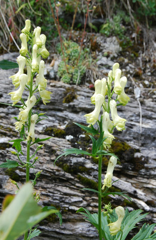 20100730_barr.mauvoisin_vs_aconitum_lamarckii.jpg