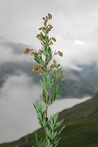 20100730_mauvoisin_thalictrum_s.subsp.bauhinii_.jpg