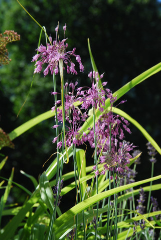 20100731_moutier-cultiv-_allium_carinatum_susp.pulchellum.jpg