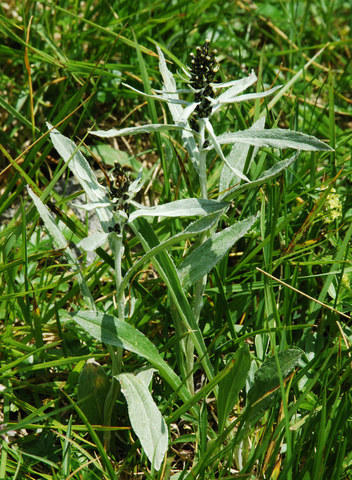 20100815_col_du_gothard_gnaphalium_norvegicum_.jpg
