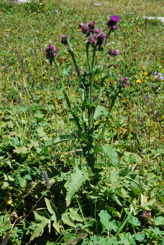 20100820_toggenburg-2300m_carduus_crispus_.jpg