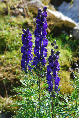 20100822_alt_skt-johan_sg_aconitum_compactum.jpg