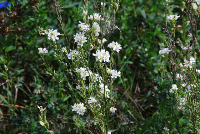 20100829_sierre-rhone_berteroa_incana.jpg