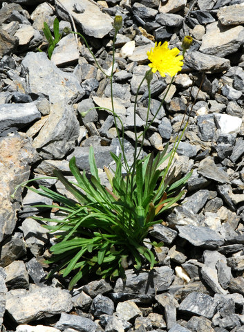 20100829_sierre-rhone_hieracium_staticifolium_.jpg