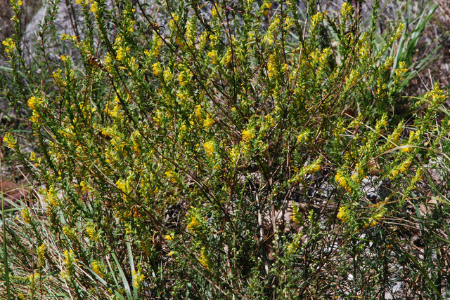 20100829_sierre-rhone_odontites_viscosus_.jpg