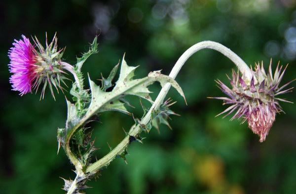 20100930_court_les-ordons_carduus_nutans.jpg