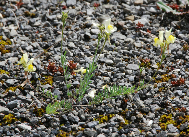 20110424_vallorbe-gare_linaria_supina_.jpg