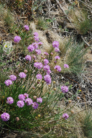 20110507_aoste-st-vincent_armeria_arenaria.jpg