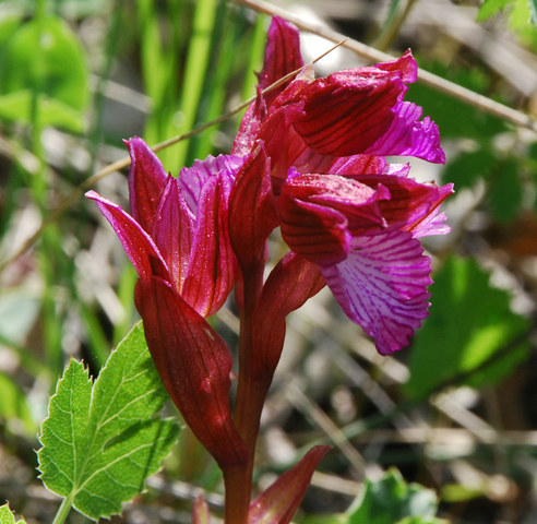 20110510_fayence_F_orchis_papilionacea_.jpg