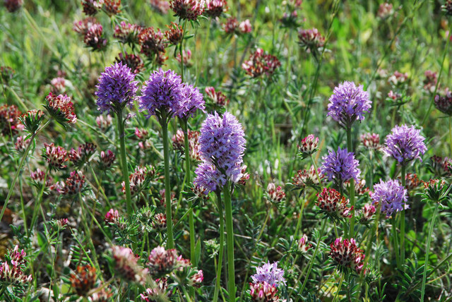 20110510_fayence_F_orchis_tridentata_.jpg