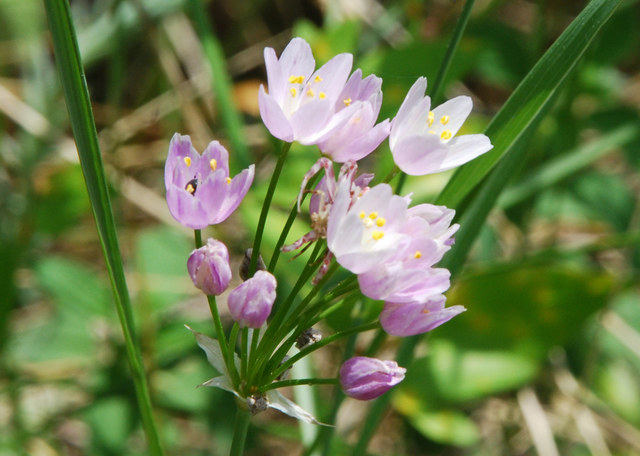 20110510_fayence_f_allium_roseum.jpg