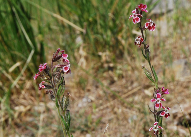 20110511_fayence_F_silene_gallica_subsp.quinquevulnera_.jpg