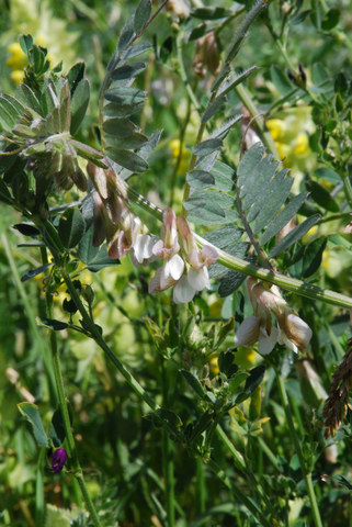 20110815_brig-biella-champs_vicia_pannonica_.jpg