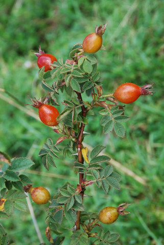 20110816_moutier-les_golats_rosa_sherardii_.jpg