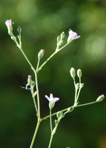 20110910_sierre-rhone_gypsophyla_paniculata_01_.jpg