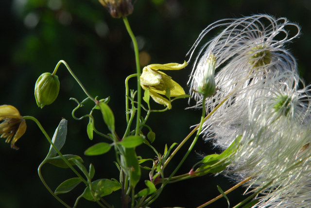 20110912_sierre-geronde_clematis_tangutica_.jpg