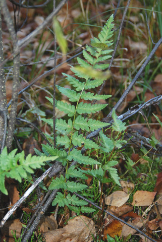 20111017_les_genevez-les_embreux_dryopteris_cristata_.jpg