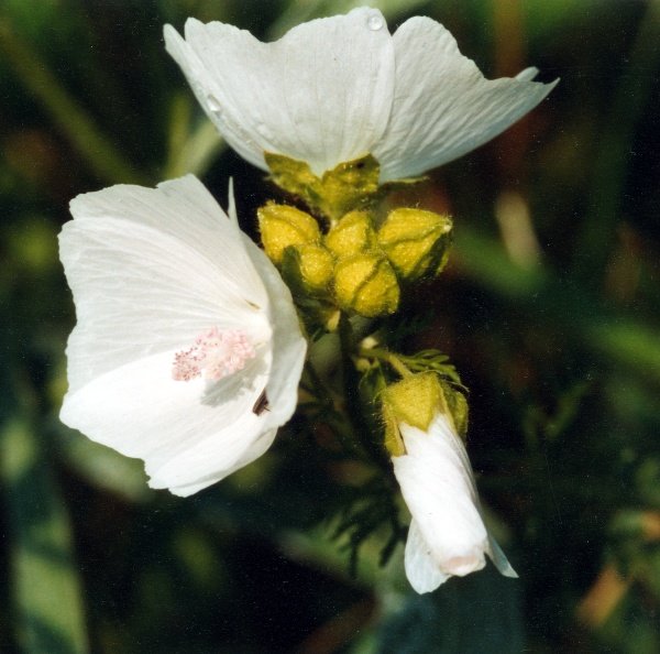 20000800_les-genevez_malva_moschata_01.jpg