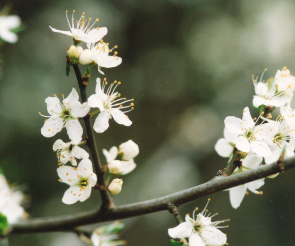 20010400_blanche-fontaine_prunus_spinosa_1.jpg